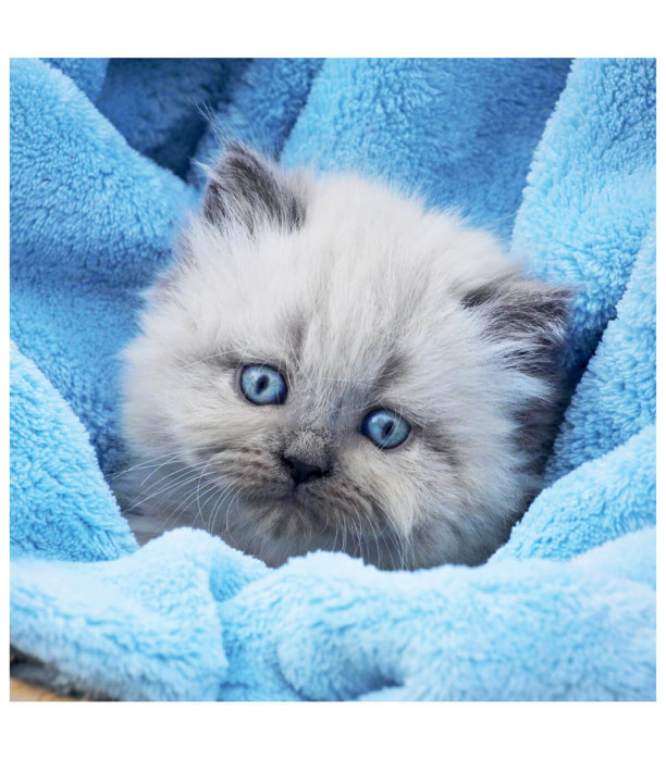 CHILDREN'S PUZZLE CATS 3X55 PIECES - PUZZLES AND CUBES